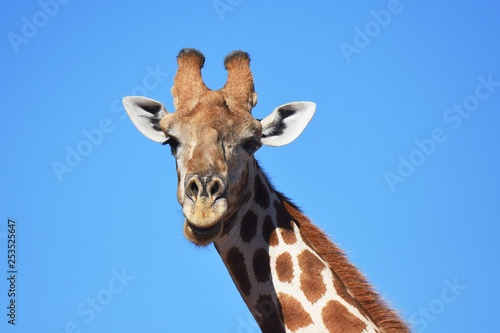 Giraffenportrait: Steppengiraffe (giraffa camelopardalis ) im Kgalagadi Nationalpark in Südafrika