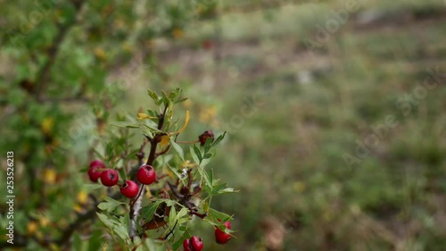 Riped rosehip at Balaton of Hungary on Hill Tihany / Sajkod photo