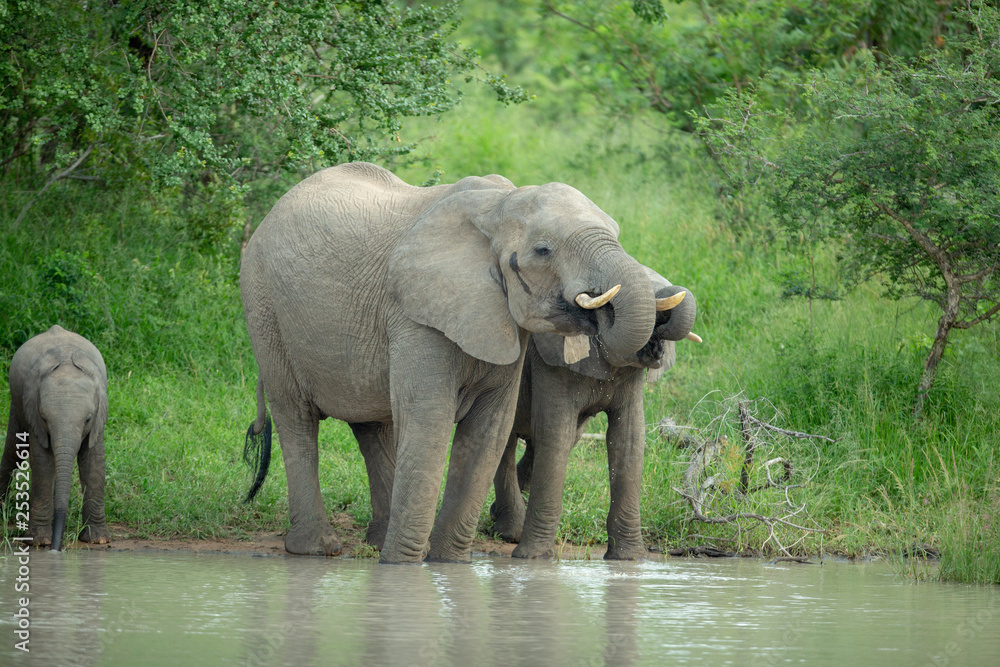 Herd of elephants drinking at a waterhole