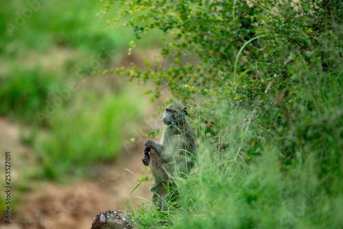 Baboon sitting in the grass hiding