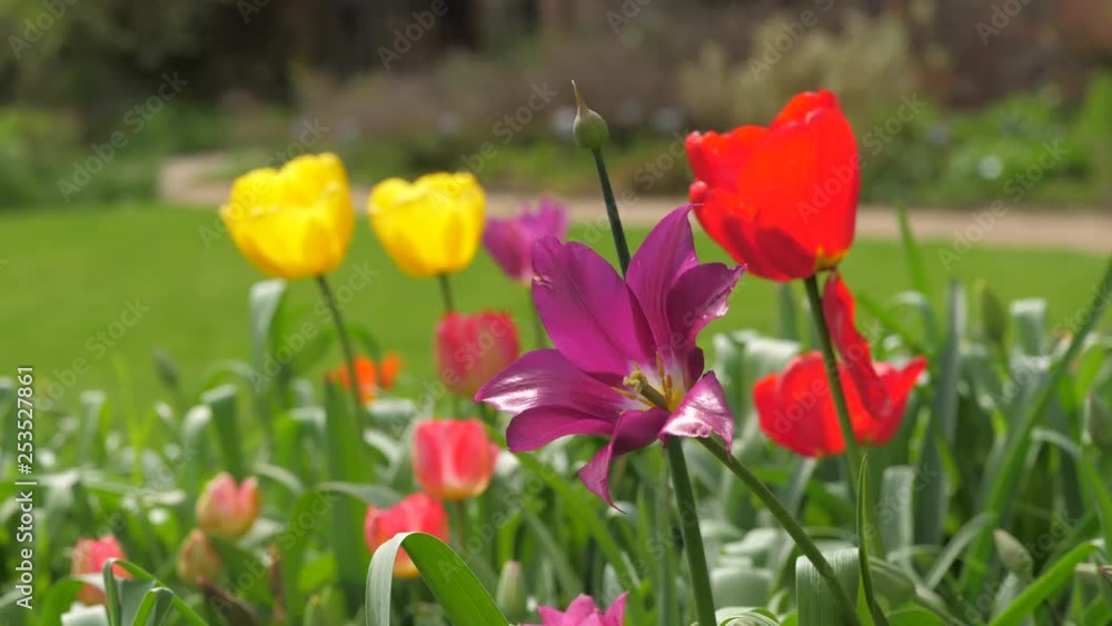 Colorful tulips focus transition in a garden Colorful tulips focus transition in a garden