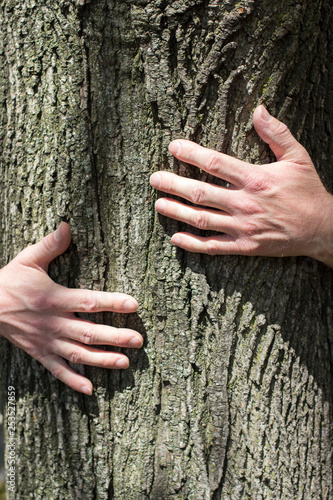 Man's hands hugging tree