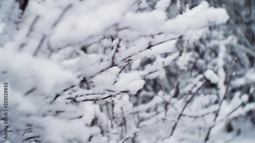Snow on leafless tree branches in Slow Motion Snow on leafless tree branches in Slow Motion
