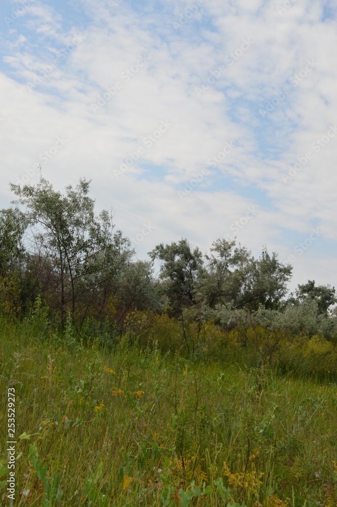 tree in a field