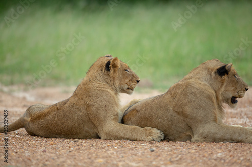 Young lions laying out in the open