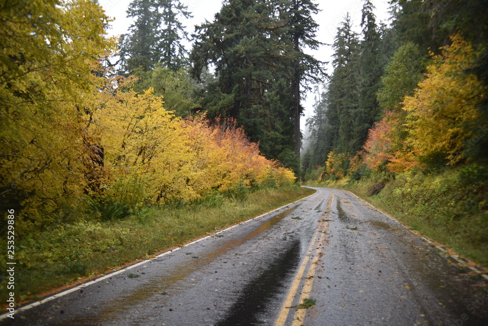Fototapeta premium Washington, U.S.A. October 19, 2017. Olympic National Park Soleduck Valley river surrounded by autumn colors on a rainy day.