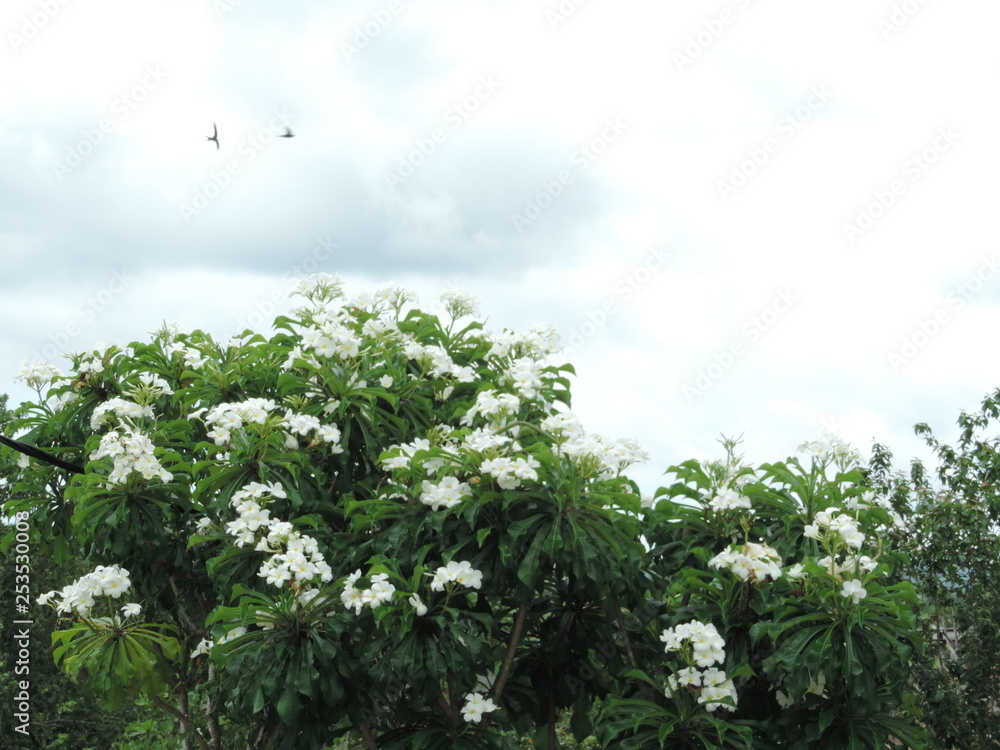 Obraz premium Paisagem com flores