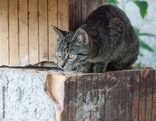 lauernde Katze photo