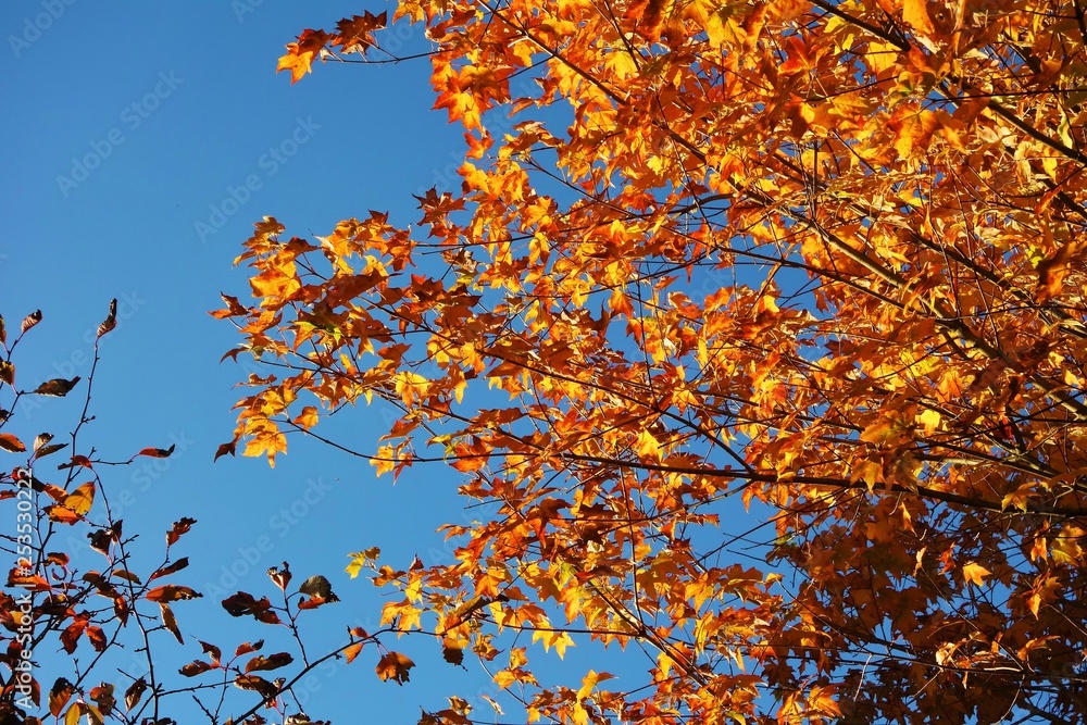 autumn leaves against blue sky autumn leaves against blue sky