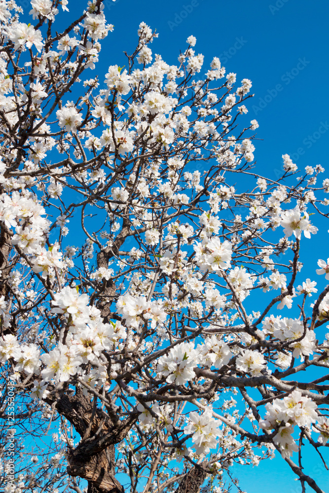 Blooming almond tree in spring time