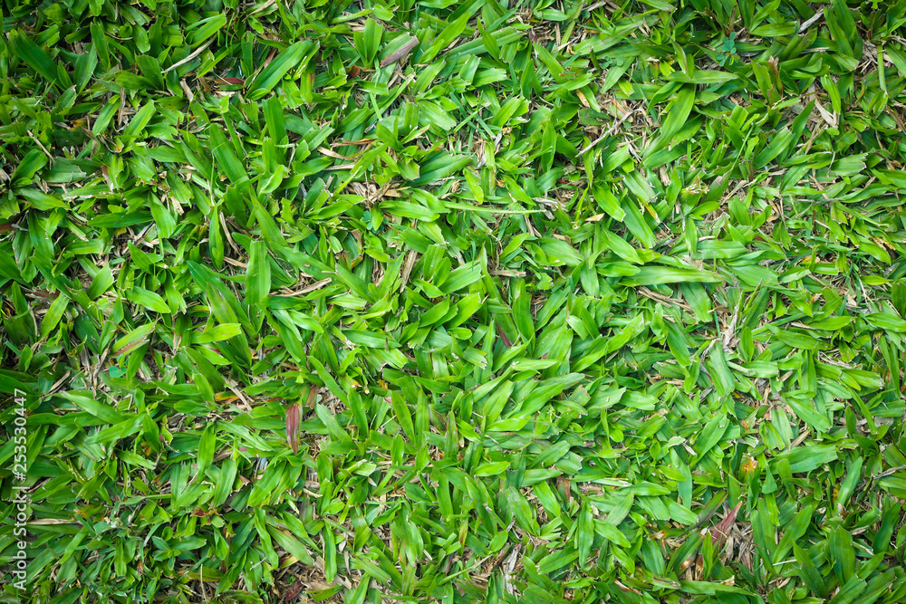 Green grass texture nature background Green grass texture nature background