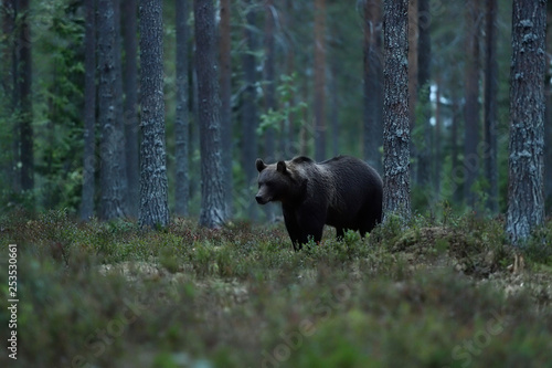 Brown bear in the forest late in the evening. Bear in forest landscape.