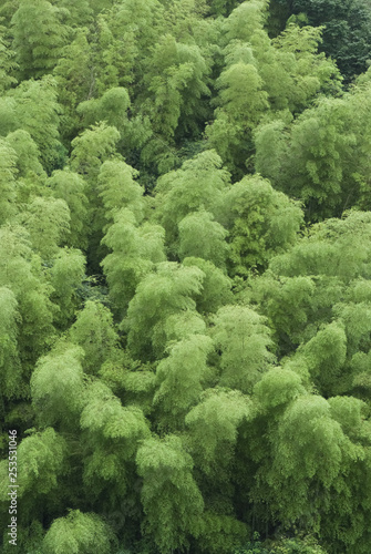 Bamboo grove - 竹林