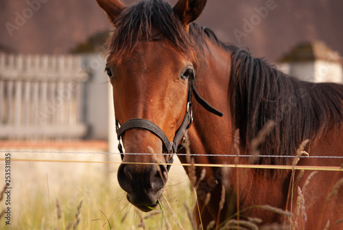 Horse with no name photo