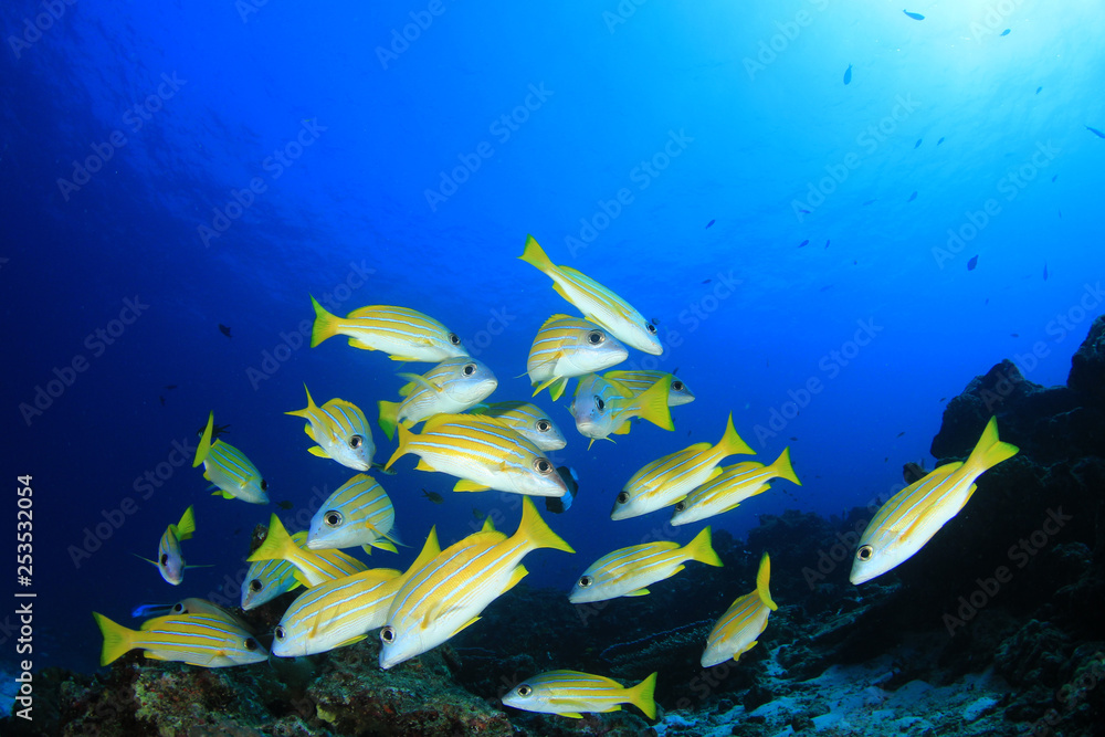 Fototapeta premium Snappers fish school 