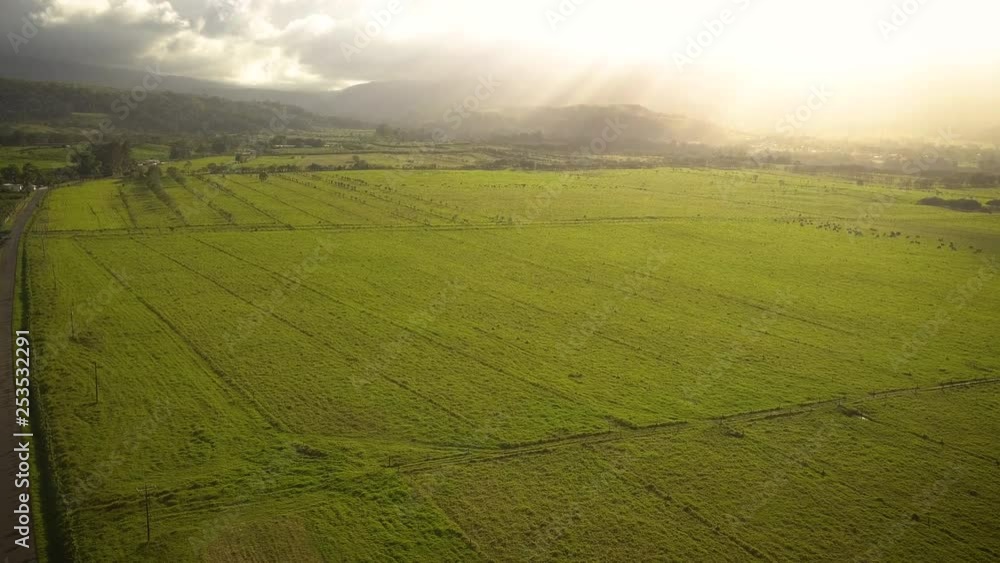 Cinematic aerial view of a vast crop field on a tropical Island. Cinematic aerial view of a vast crop field on a tropical Island.