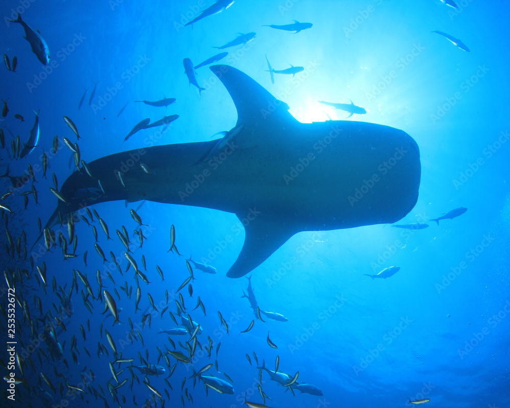 Fotografie Whale Shark whaleshark