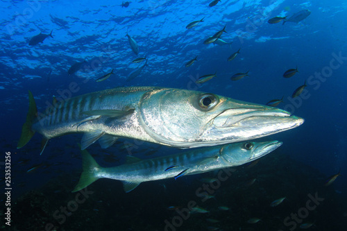 Barracuda fish 