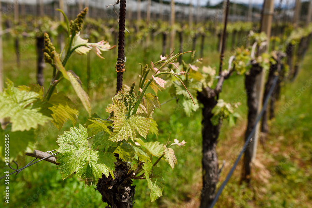 Rows of grape vines in a vineyard in Spring with emerging leaves and grapes in Kriz Sezana Slovenia