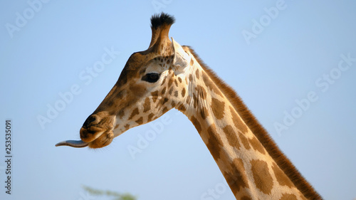 Closeup of african giraffe © Azhorov
