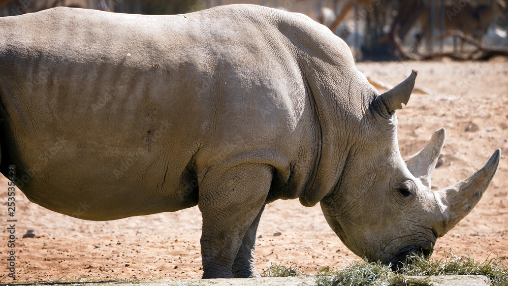 Naklejka premium African rhino eats