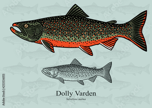 Dolly Varden Trout. Vector illustration with refined details and optimized stroke that allows the image to be used in small sizes (in packaging design, decoration, educational graphics, etc.)