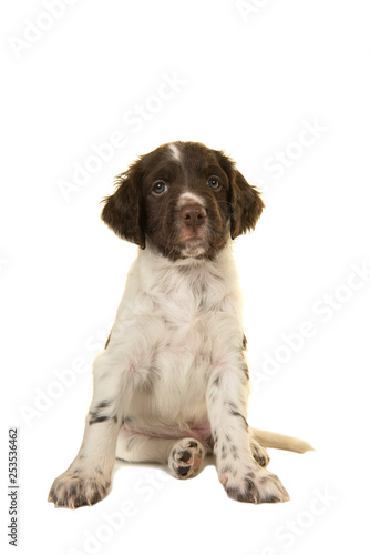 Sitting cute small munsterlander puppy dog looking at the camera on a white background