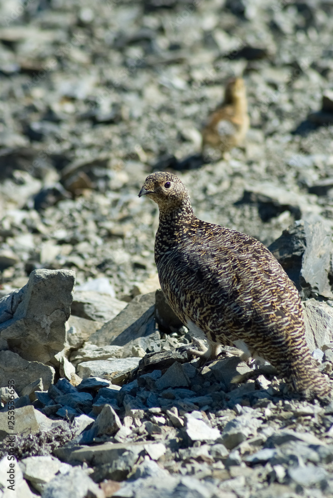 Fototapeta premium Thunderbird Parent and child - 雷鳥の親子