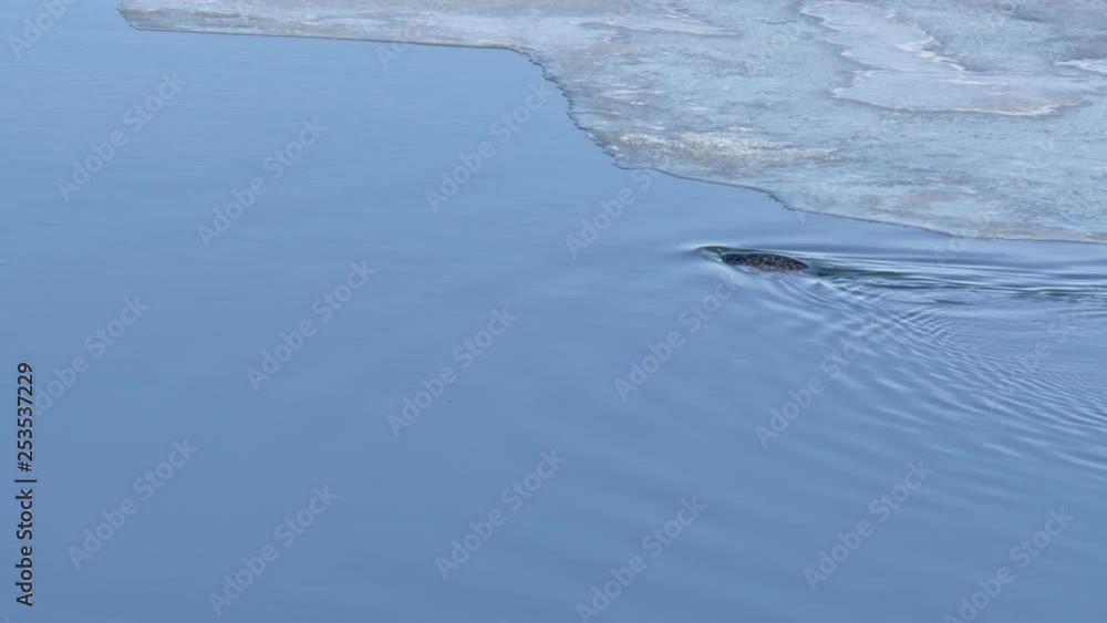 Seal Swimming in Beautiful Glacial Lagoon in Iceland with Blue Sky Seal Swimming in Beautiful Glacial Lagoon in Iceland with Blue Sky