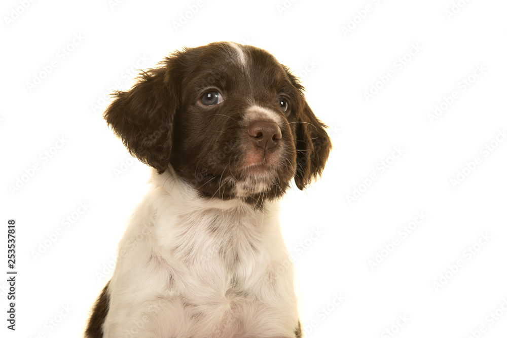 Portrait of a small munsterlander puppy dog on a white background looking up and away