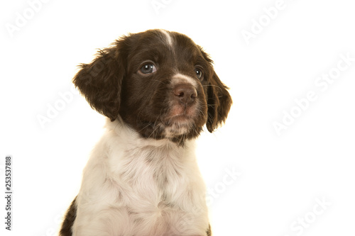 Portrait of a small munsterlander puppy dog on a white background looking up and away