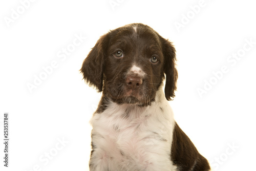 Fototapeta Naklejka Na Ścianę i Meble -  Portrait of a cute small munsterlander puppy dog on a white background looking at the camera