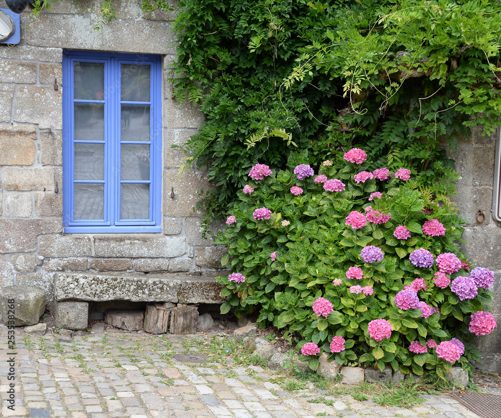 Hortensien an einem Fenster in Locronan, Bretagne