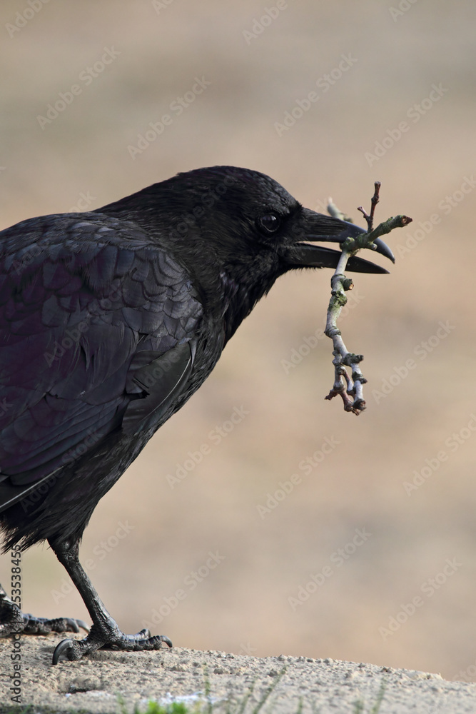 Fototapeta premium Carrion Crow (Corvus corone) with a twig in the beak.