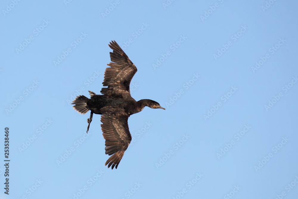 Cape cormorant (Phalacrocorax capensis) in flight at Cape Point in the Table Mountain National Park, South Africa. Cape cormorant (Phalacrocorax capensis) in flight at Cape Point in the Table Mountain National Park, South Africa.