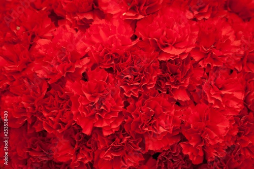 Red carnation flowers background photo