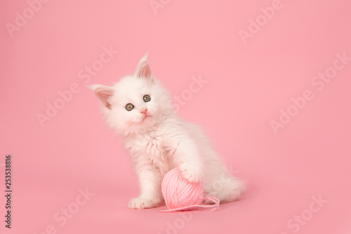 Cute white main coon kitten looking at the camera holding a pink ball of wool on a pink background