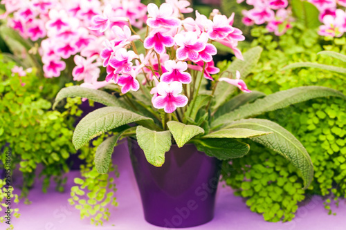 Blooming pink streptocarpus in a pot