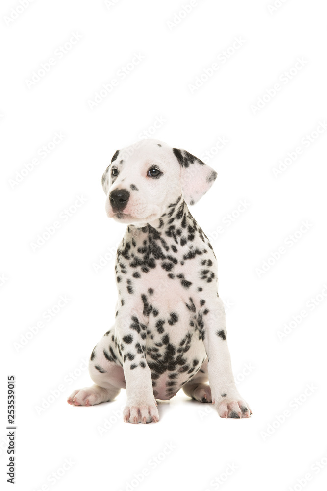 Cute dalmatian puppy dog sitting and looking to the side isolated on a white background