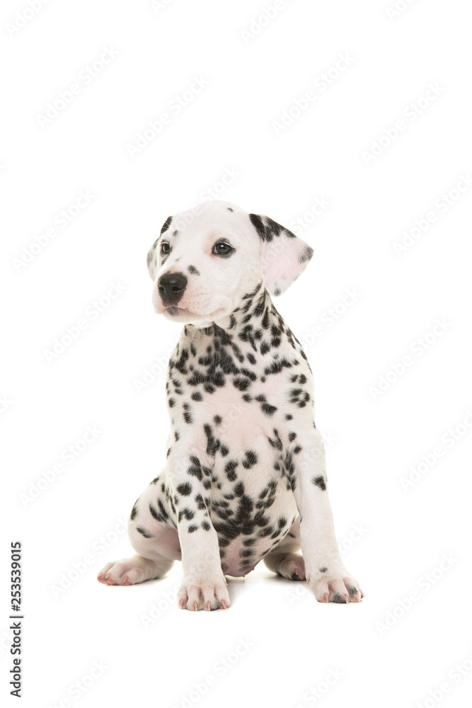 Cute dalmatian puppy dog sitting and looking to the side isolated on a white background Cute dalmatian puppy dog sitting and looking to the side isolated on a white background