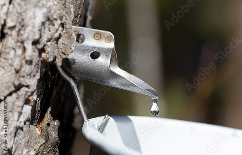 Konstfotografi Maple tree sap tap