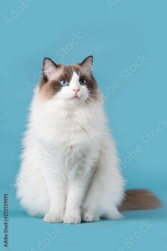 Pretty ragdoll cat with blue eyes looking up sitting on a blue background