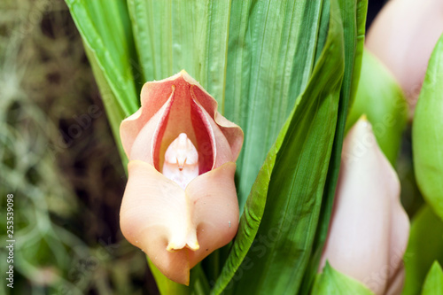 Tropical tulip orchid anguloa photo