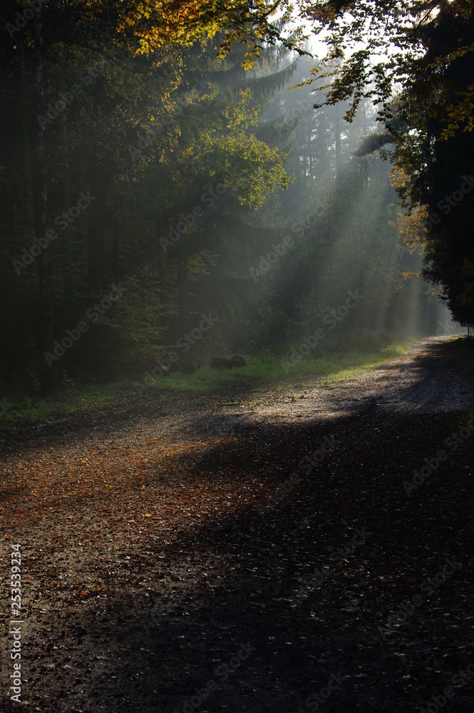 Fototapeta premium misty forest road