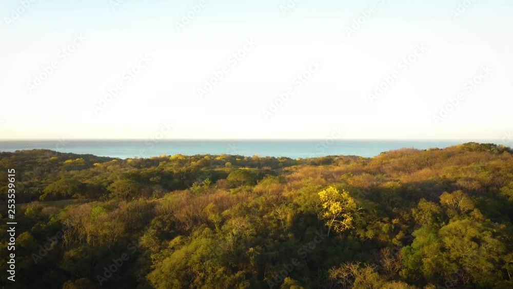 Lush island forest with the ocean in the distance. Lush island forest with the ocean in the distance.