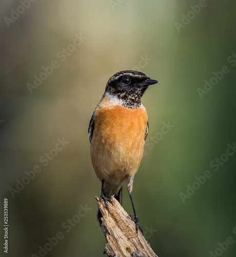 Eastern Stonechat (Saxicola rubicola) on the branch.