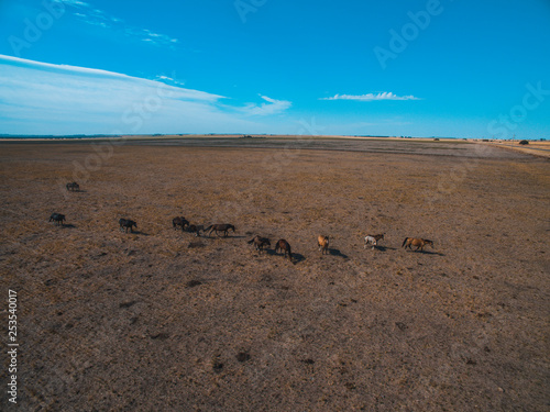 Herd of horse in La Pampa, Argentina, Aerial view