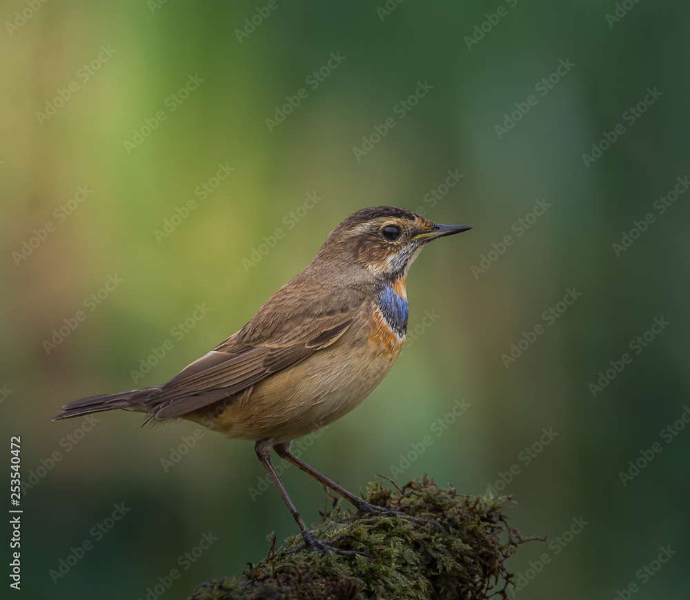 Bluethroat ( Luscinia svecica ) on dry branch. Bluethroat ( Luscinia svecica ) on dry branch.
