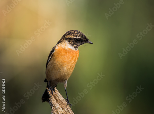 Eastern Stonechat (Saxicola rubicola) on the branch.
