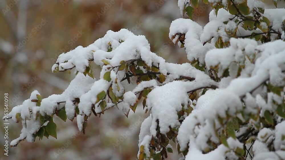 First Snowfall In Early Autumn. View of Forest. First Snowfall In Early Autumn. View of Forest.
